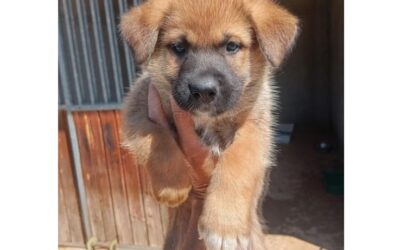 Carlo, cachorro cruce pastor de 2 meses en adopcion