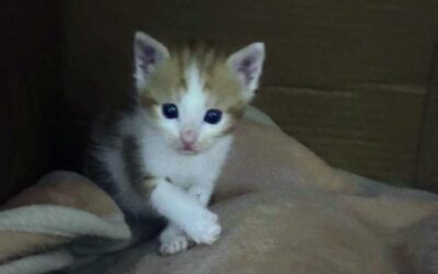 Gatita en adopcion de 1 mes – Peach