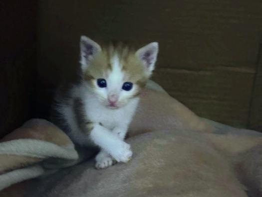 gatita en adopcion peach en novelda