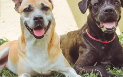 Diferencias entre adoptar en una protectora vs. una perrera